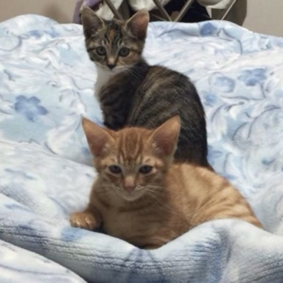 しらたまのカバー写真
