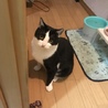 しらたま