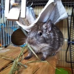 「チモシーの消費量について」サムネイル2