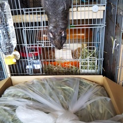 「チモシーの消費量について」サムネイル3