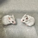 ゴールデンハムスターの男の子