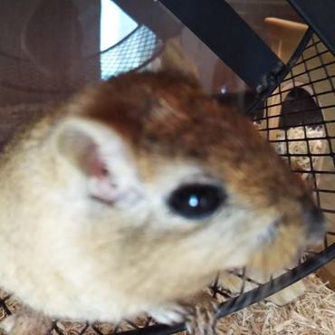 ジャービル お銀   と申します。