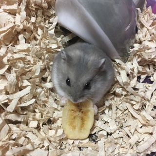 ブルーサファイア、ゴールデンハムスター募集