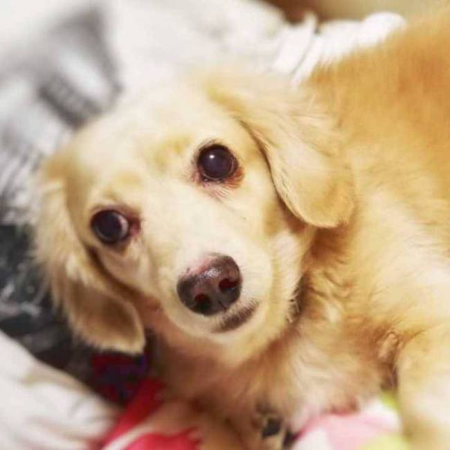 ミニチュアダックスのマロンのカバー写真