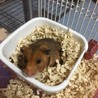 ブルーサファイア、ゴールデンハムスター募集 サムネイル2
