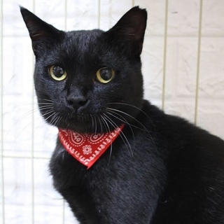 ベタ甘♡デレデレ♡超甘えん坊の黒猫ルナくん