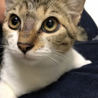 くるくるシッポの甘えん坊、よもぎ餅ちゃん