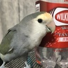 里親募集にてウチに来たぽぽちゃん。とても元気です！