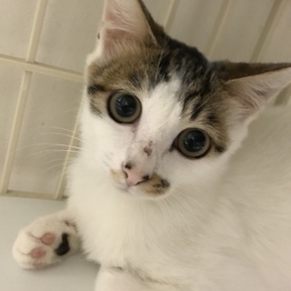 ぱっちりお目目がとっても可愛いさくら餅ちゃん