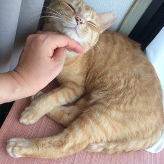 里親様決定しました！ありがとうございました。