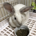 うさちゃんの新しい家族になって下さい