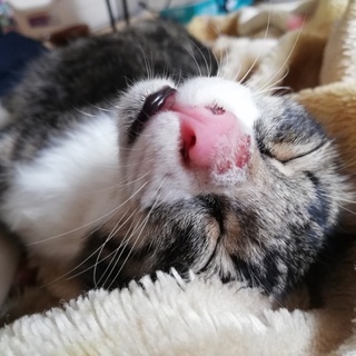 急募☆甘えたキジシロ女の子花火(仮名)