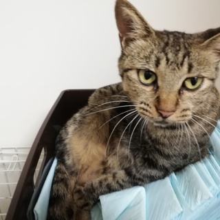 急募☆キジトラ女の子チャオ(仮名)