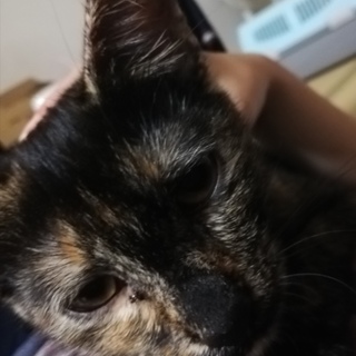 急募☆甘えたサビ猫女の子カリン(仮名)