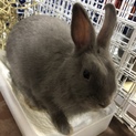 子うさぎ