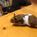 ゴールデンハムスター♂
