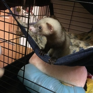 フェレット3匹可愛がっていただける方