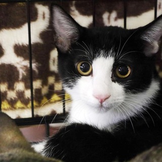 #ツイッカーズ あにじゃ♂白黒