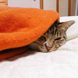 まるちゃんは一緒に寝るよ。お転婆な女の子