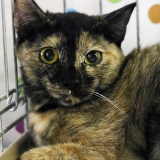 #サビ柄みたらいちゃん