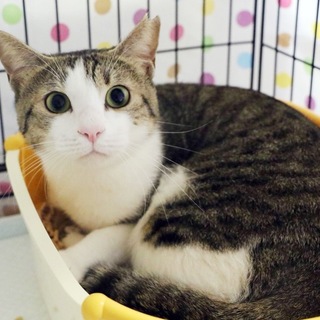 #ピンくん キジシロ