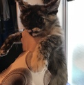 可愛いメスのサビちゃん