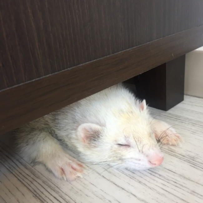 くるり88のカバー写真