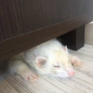 フェレットと一緒に過ごしてみませんか？