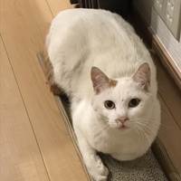 ちろりん