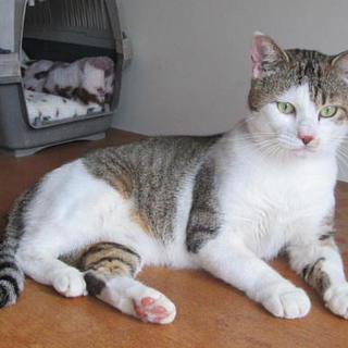 少し大きめのおっとりした甘えん坊くん