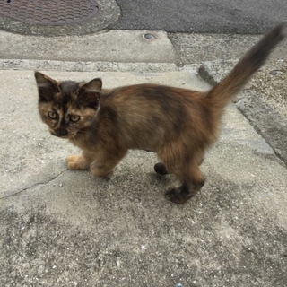 母猫に捨てられて愛求む猫