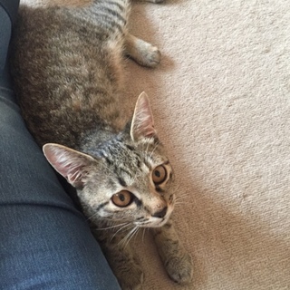 誰とでも遊べるいい子です