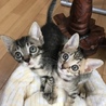 Casa del gato