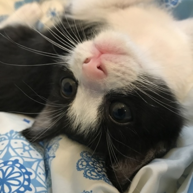 Casa del gatoのカバー写真
