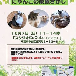 にゃんこの家族さがし