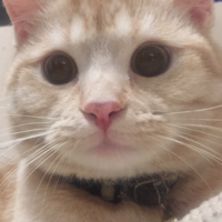 わさび