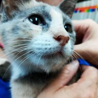 美人なミケ子猫ちゃんの里親募集/10/09更新