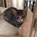 里親決まりました！ありがとうございます。
