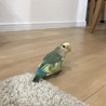 みんく0929