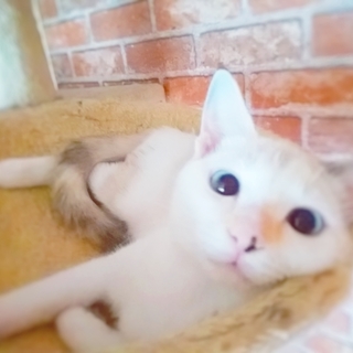 おめめが青いシャイな女の子シャムMIX白