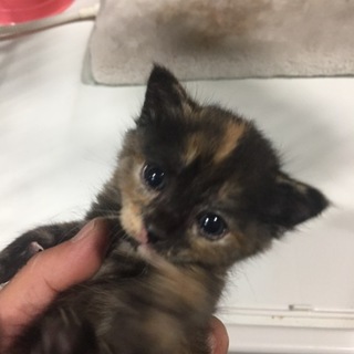 サビの仔猫(メス)の里親募集。