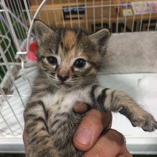 神社で育児放棄されていたキジトラのメスです。