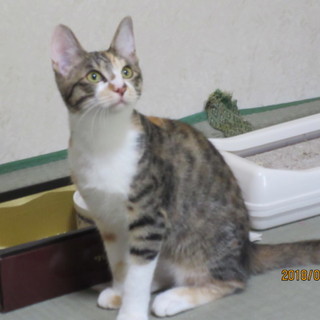 かわいい三毛みけいちごちゃん