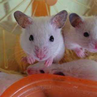 カラーハムスター♂♀里親募集♡