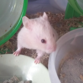 カラーハムスター里親募集