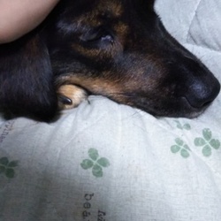 「うめちゃん(´・ω・`)」サムネイル1