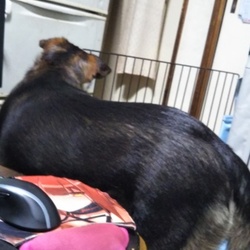 「うめちゃん(´・ω・`)」サムネイル3