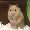 ぷちきなこ