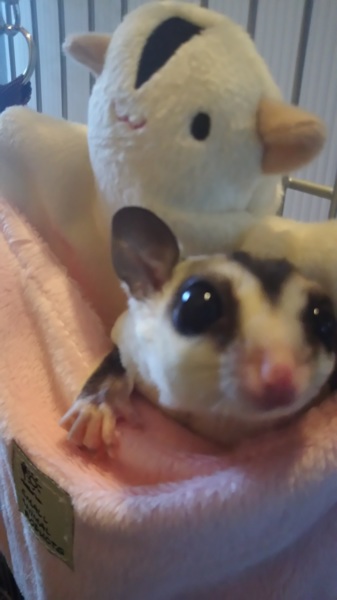 フクロモモンガ ホワイトフェイス  男の子 サムネイル1