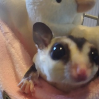 フクロモモンガ ホワイトフェイス  男の子